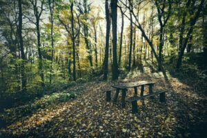 Bench in green forest